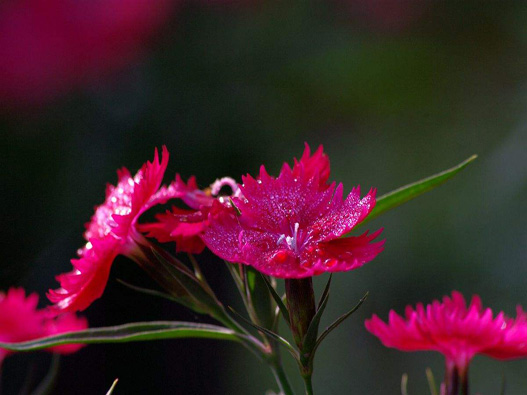 石竹商標注冊哪一類?