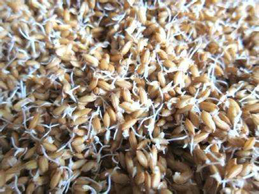 水稻種子商標注冊哪一類?