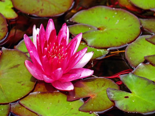 睡蓮商標(biāo)注冊(cè)哪一類?