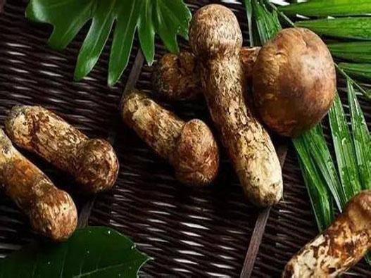 松茸商標(biāo)注冊(cè)的步驟有哪些?