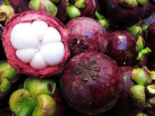 山竹商標(biāo)注冊(cè)要多少費(fèi)用？