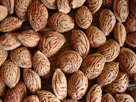 桃樹種子商標注冊哪一類?