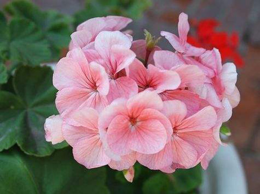 天竺葵商標(biāo)注冊(cè)哪一類?