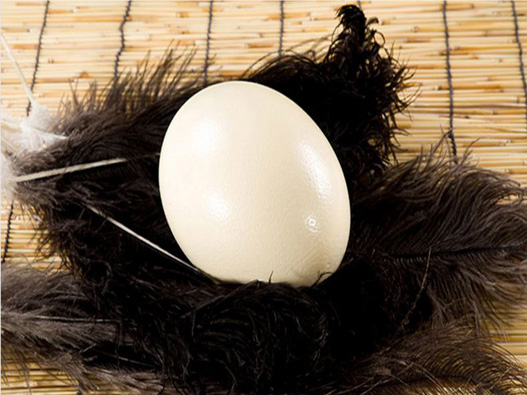 鴕鳥蛋商標注冊屬于哪一類?