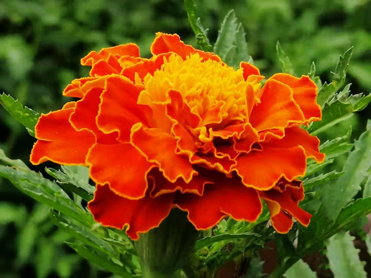 萬(wàn)壽菊商標(biāo)注冊(cè)哪一類?