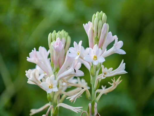 晚香玉商標(biāo)注冊(cè)哪一類?