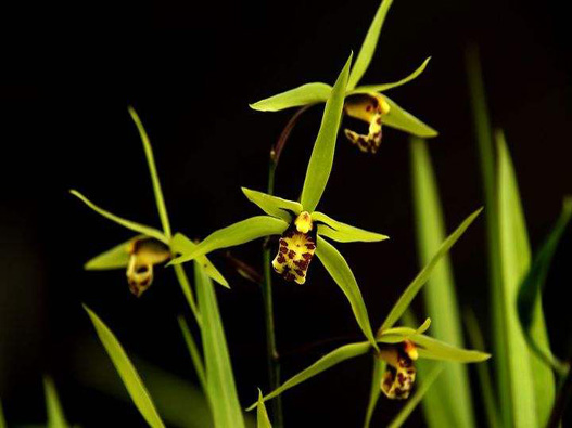 夏蘭商標(biāo)注冊(cè)哪一類?