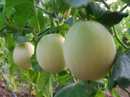 香瓜商標注冊的步驟有哪些？