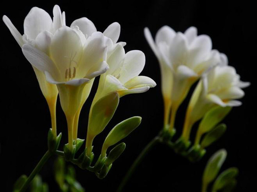 小蒼蘭商標(biāo)注冊(cè)哪一類?