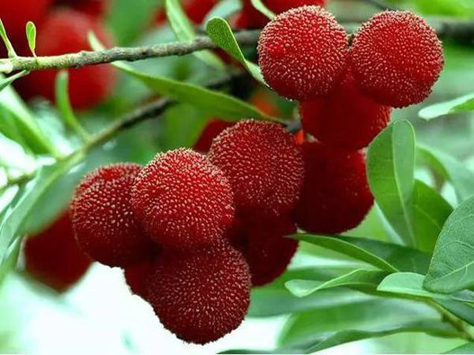 楊梅商標(biāo)注冊(cè)要多少費(fèi)用？