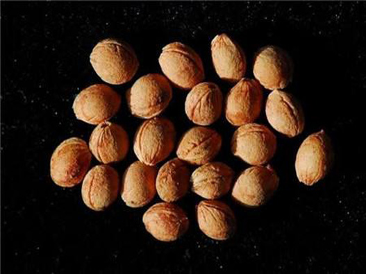 櫻桃種子商標注冊哪一類?