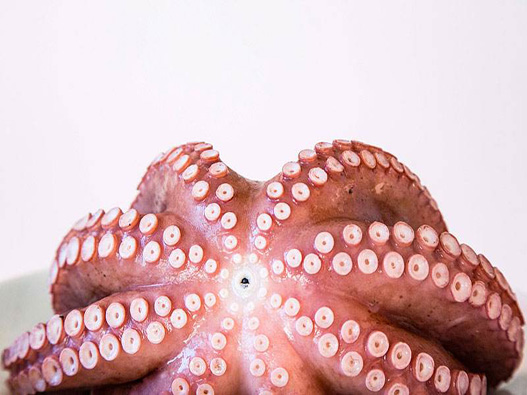 章魚商標注冊屬于哪一類？