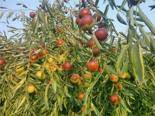 棗樹種子商標注冊哪一類?