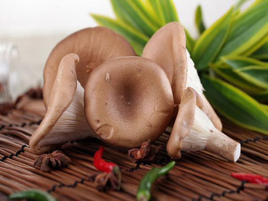 豬肚菇商標(biāo)注冊哪一類?