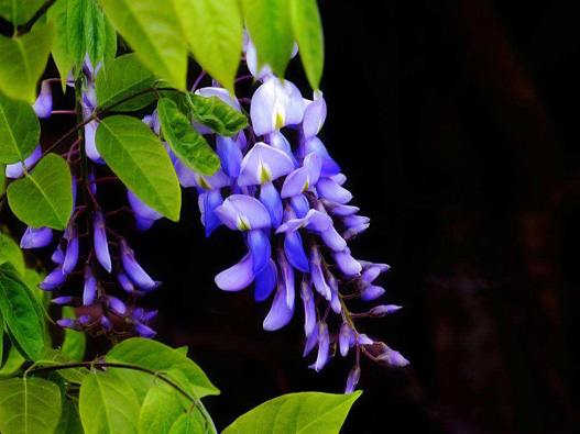 紫藤花商標注冊哪一類?