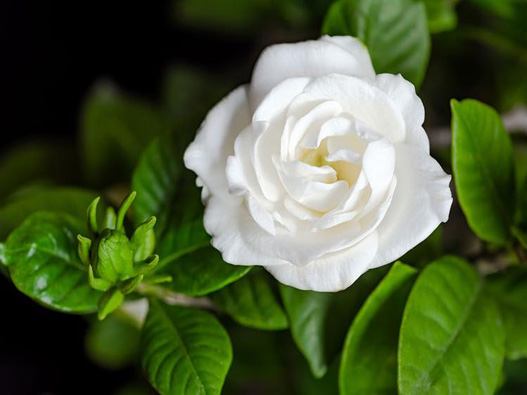 梔子花商標(biāo)注冊(cè)哪一類?