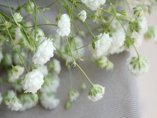 滿天星商標(biāo)注冊(cè)哪一類?