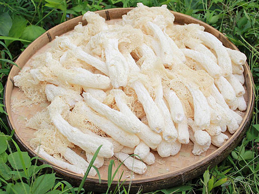 竹笙(竹蓀)商標注冊屬于哪一類?